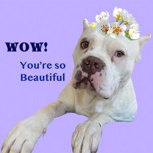 Ralph Lauren White Floral Dog Headband